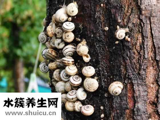 怎么樣發海螺干