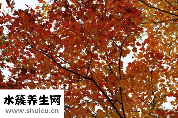 白皮煙味道怎么樣