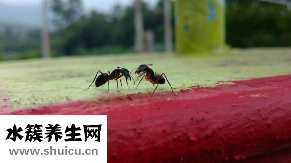 幫頓手表怎么樣