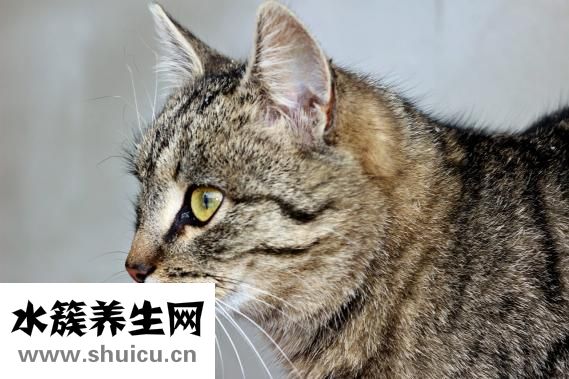 豹龜怎么養(yǎng)