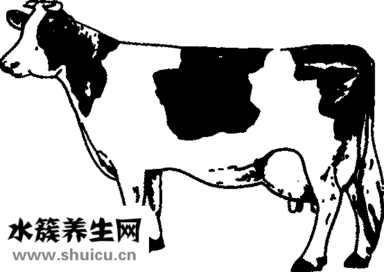 為什么男人喜歡吃奶