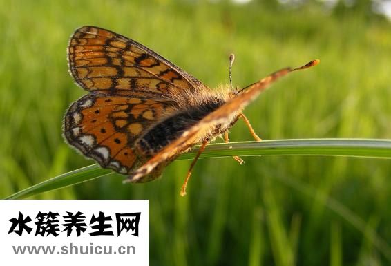 叫花雞是哪里的菜