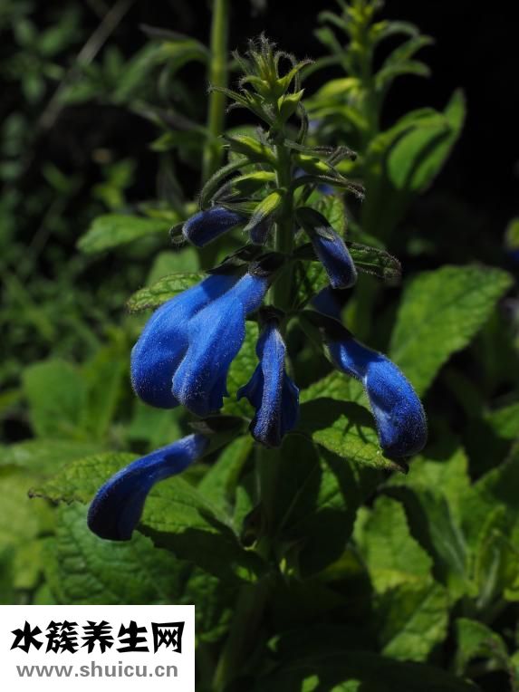 中江丹參茶怎么樣