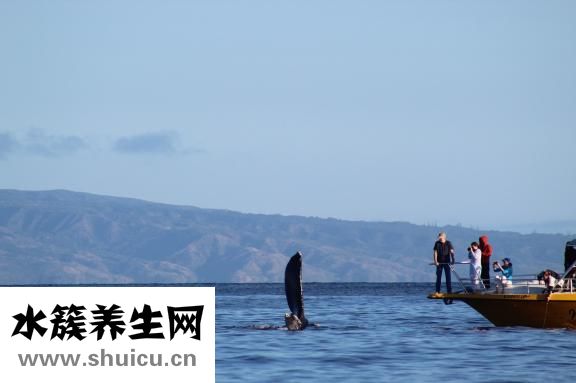 視必康治近視怎么樣