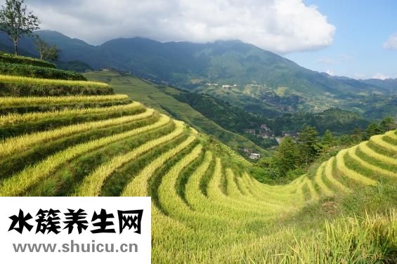 桂花樹怎么樣分類