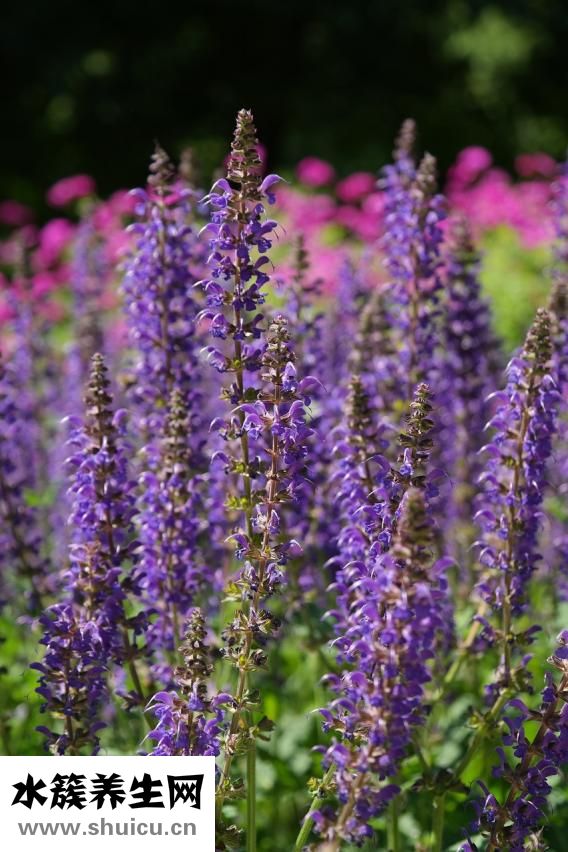 中江丹參茶怎么樣