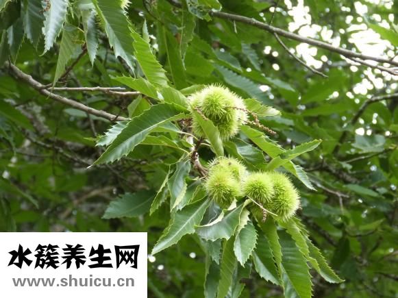 可音可早教怎么樣