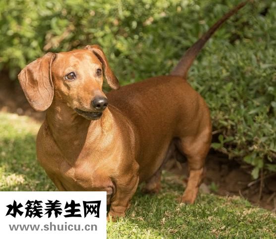 耳朵痛是怎么回事