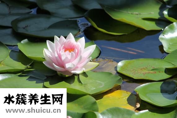 屈原跳的是什么江