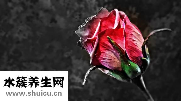 十朵玫瑰代表什么