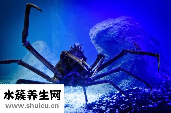 國內海參怎么樣