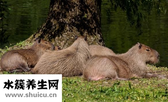 御鳳丸效果怎么樣