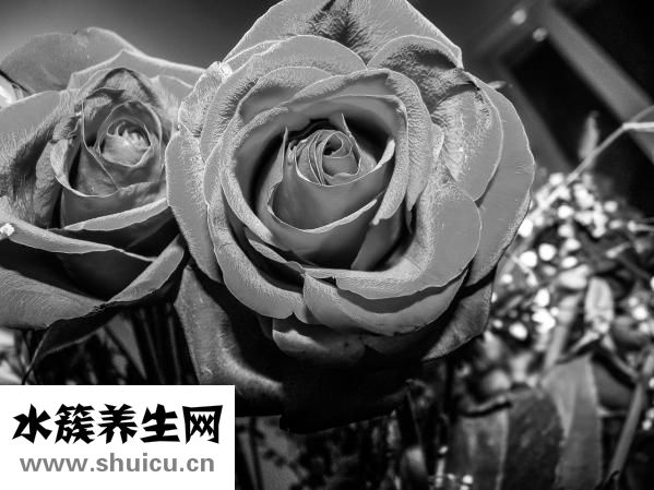 十朵玫瑰代表什么