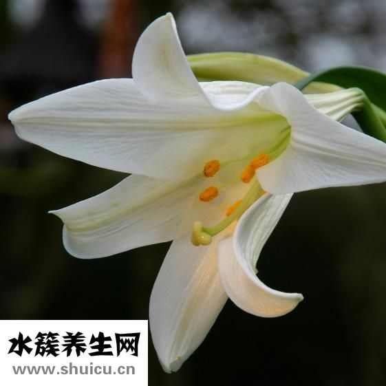 十朵玫瑰代表什么