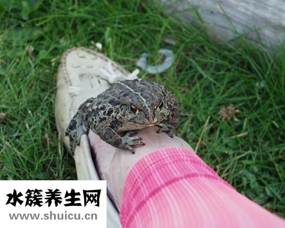 瀧澤蘿拉怎么樣