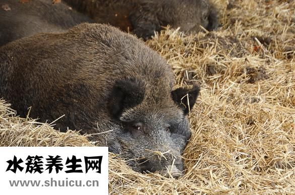 怎么樣保管香腸