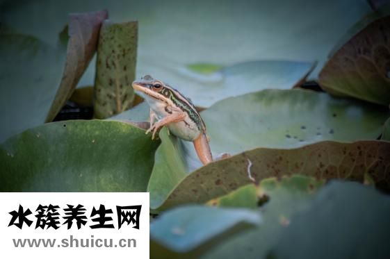 烤牛蛙市場怎么樣