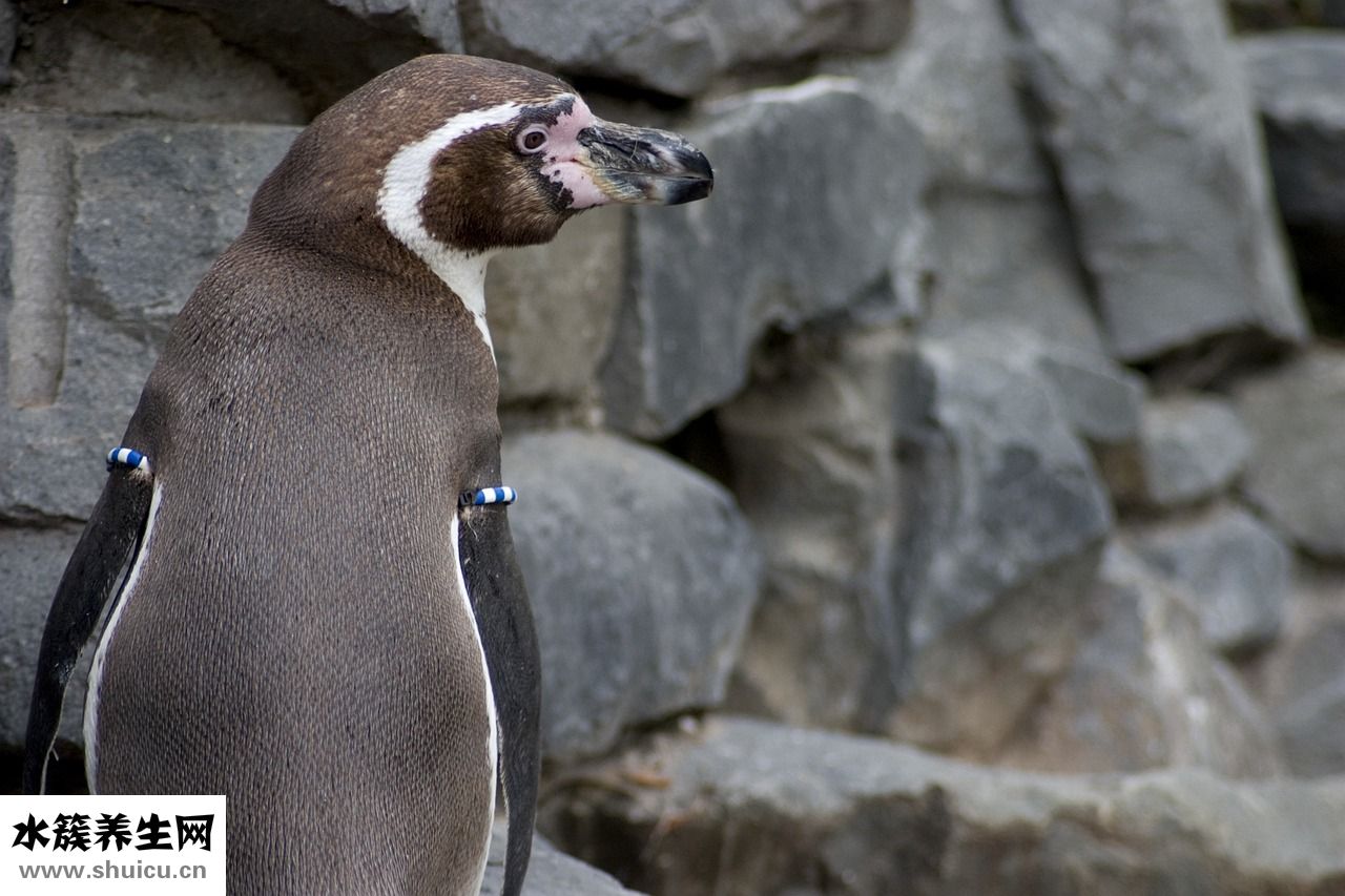 水魚(yú)吃什么