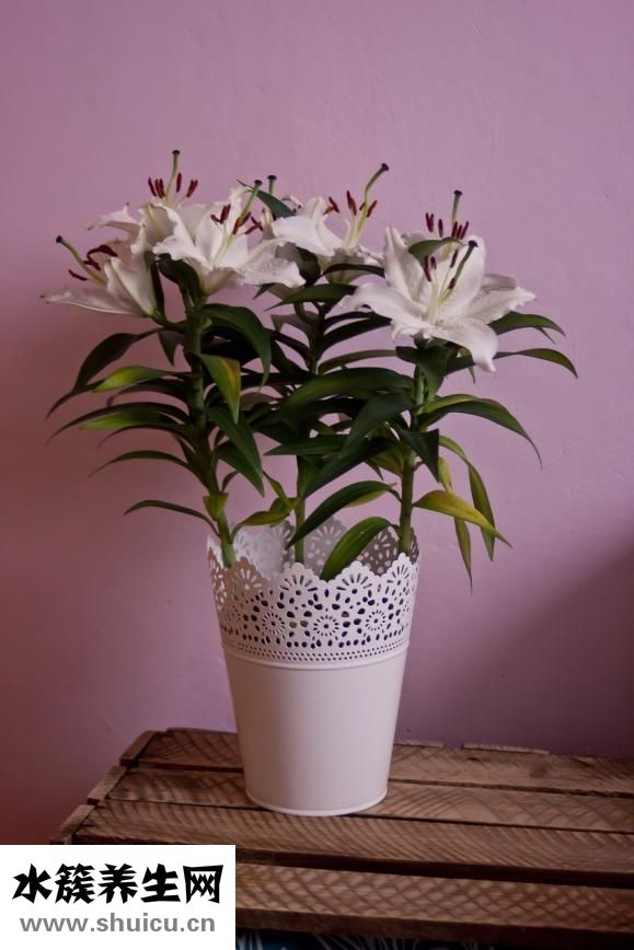 百馨娜的衣服怎么樣