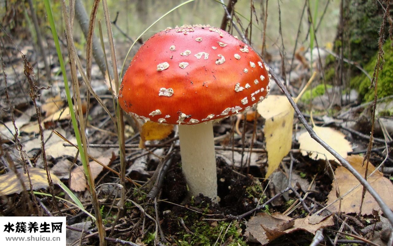 念珠菌用什么藥