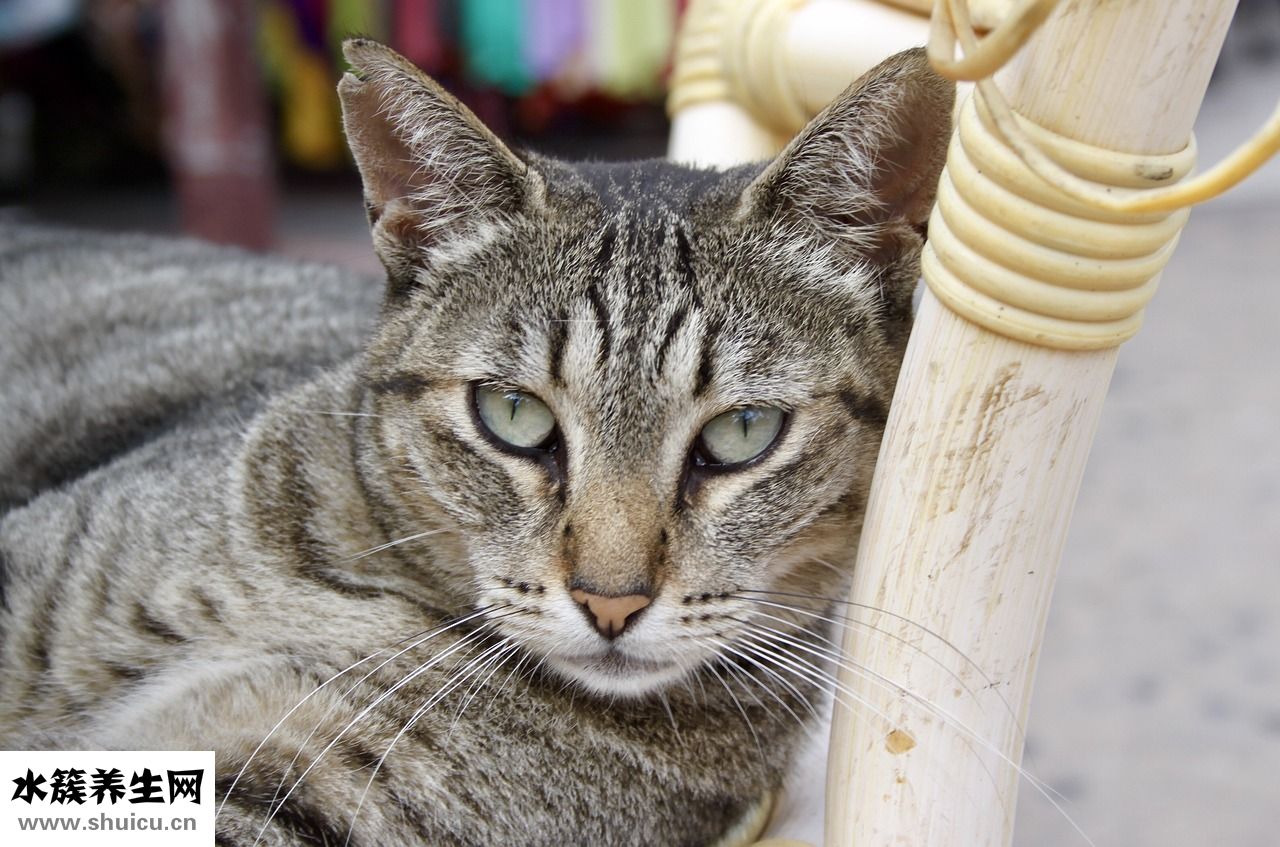 鐵吃多了會怎么樣