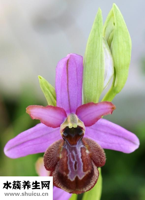 諾蘭悅浪怎么樣