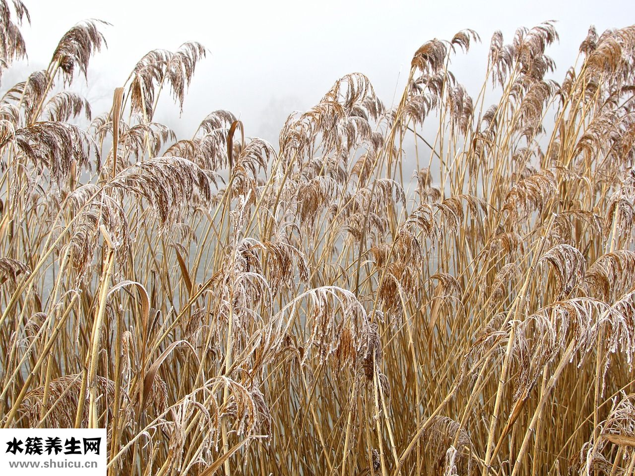 凡士林潤唇膏怎么樣