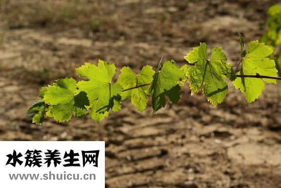 藍藤衛浴怎么樣