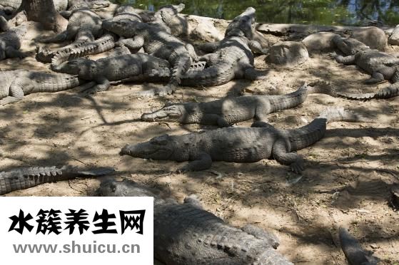 羅氏沼蝦營養怎么樣