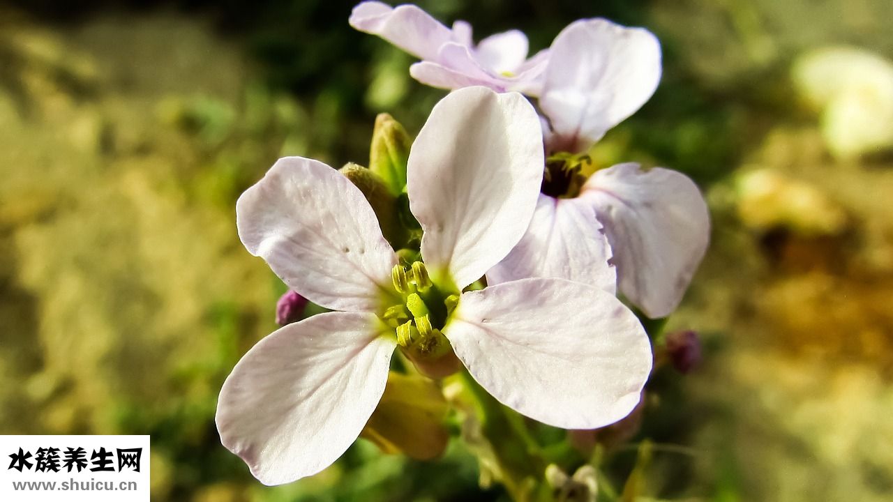 羅萊床上用品怎么樣