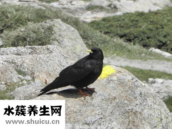 羅氏沼蝦營養怎么樣