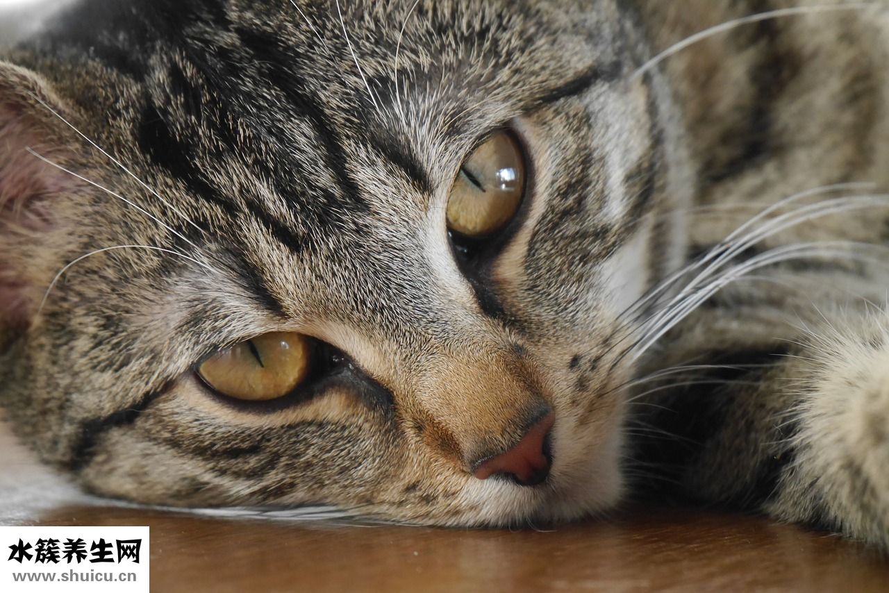 鐵吃多了會怎么樣