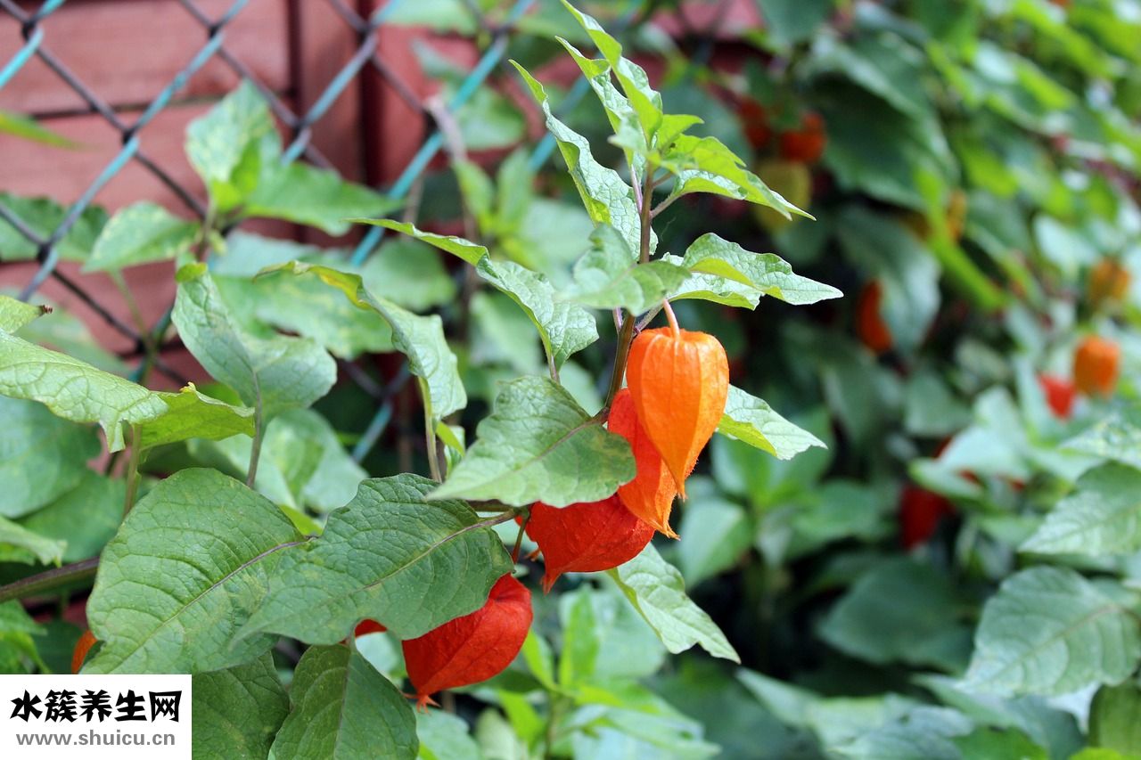 金利來的褲子怎么樣