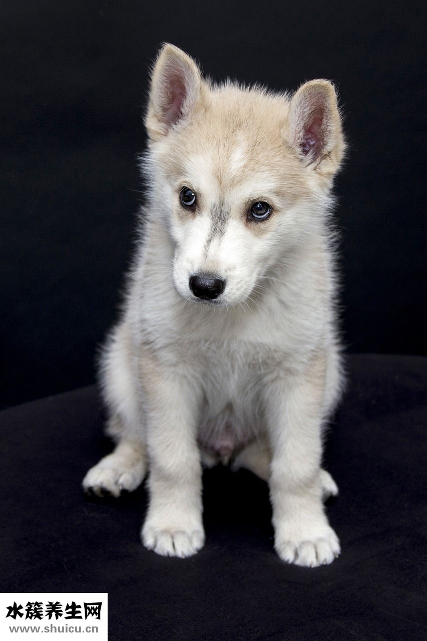 小狗吃多了怎么辦