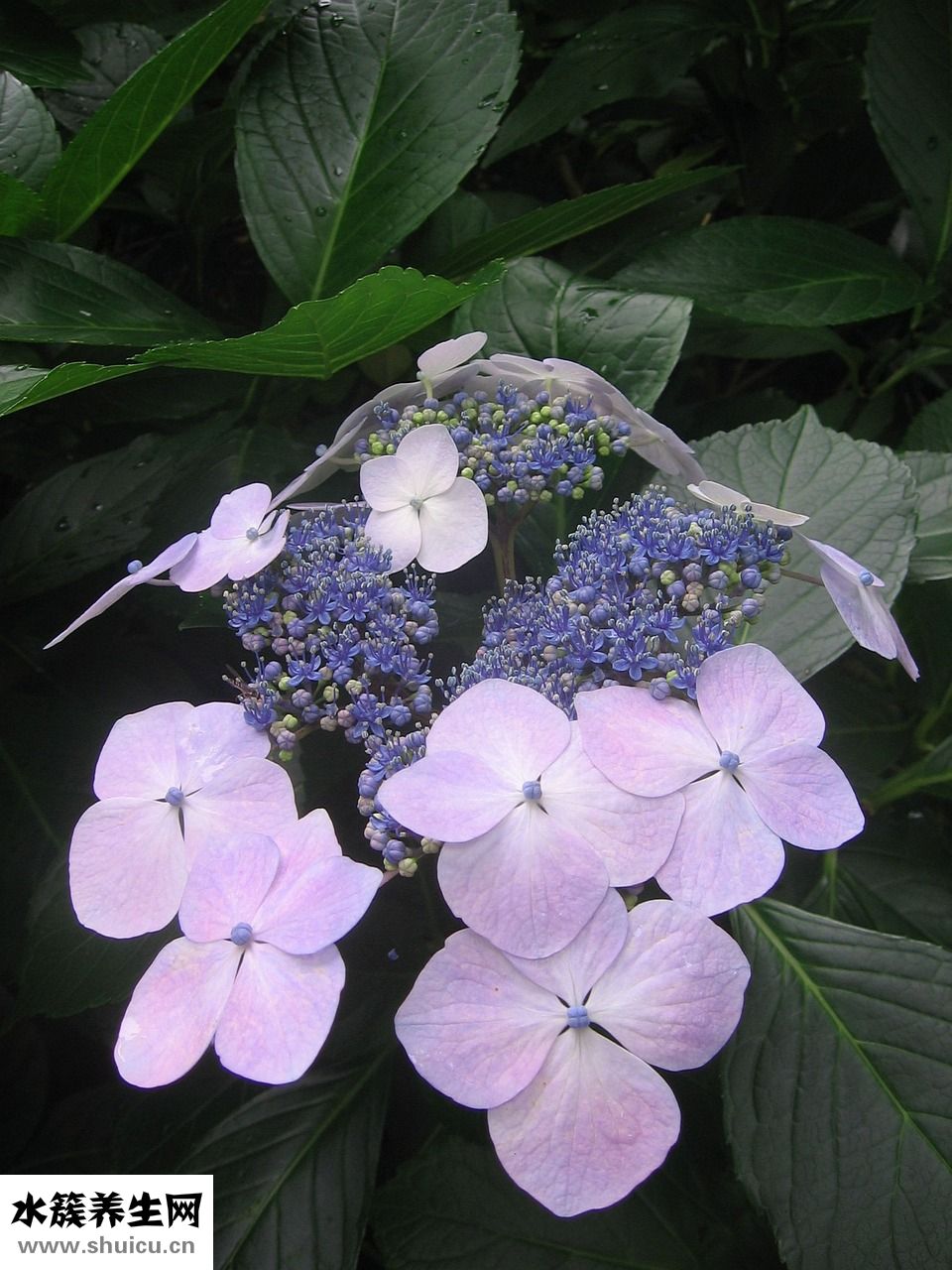 白血球低怎么辦