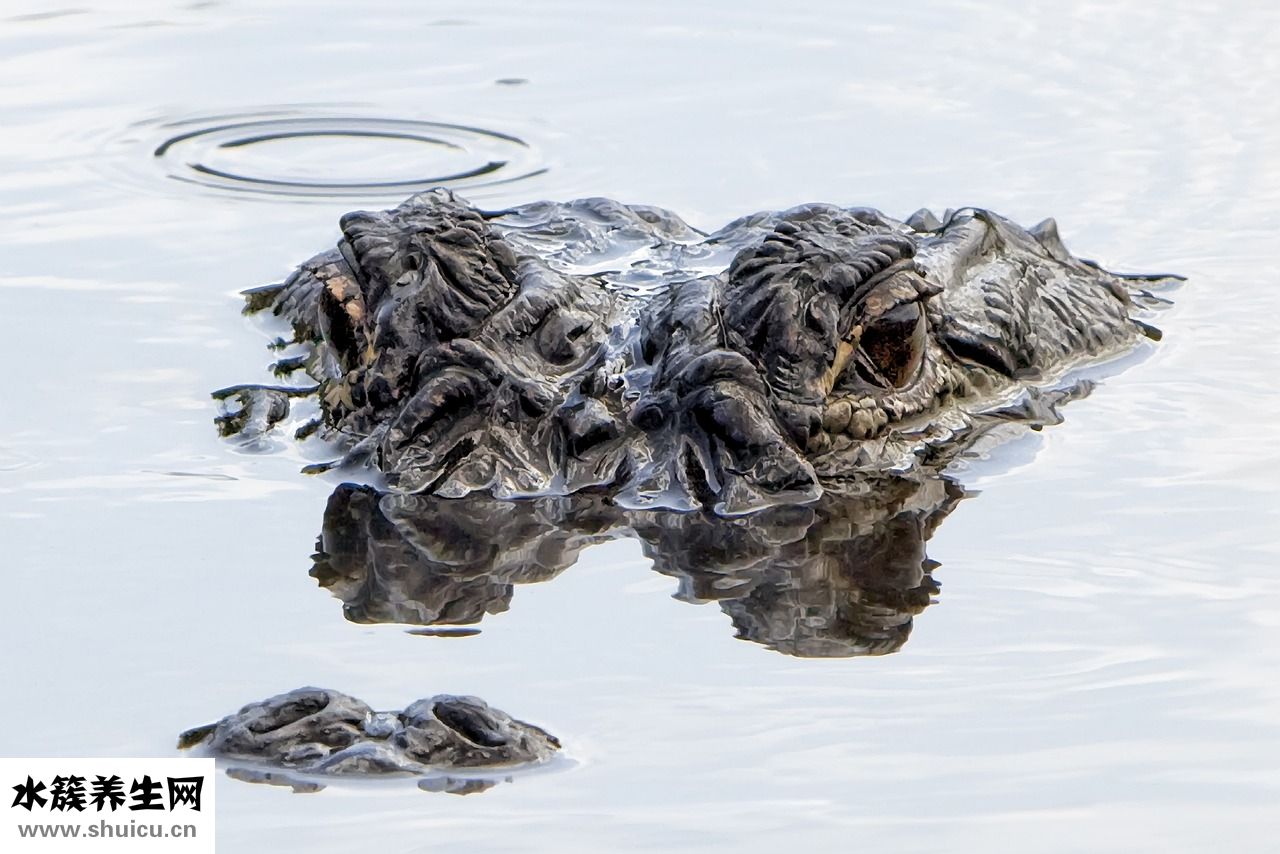 李毅吧為什么這么火