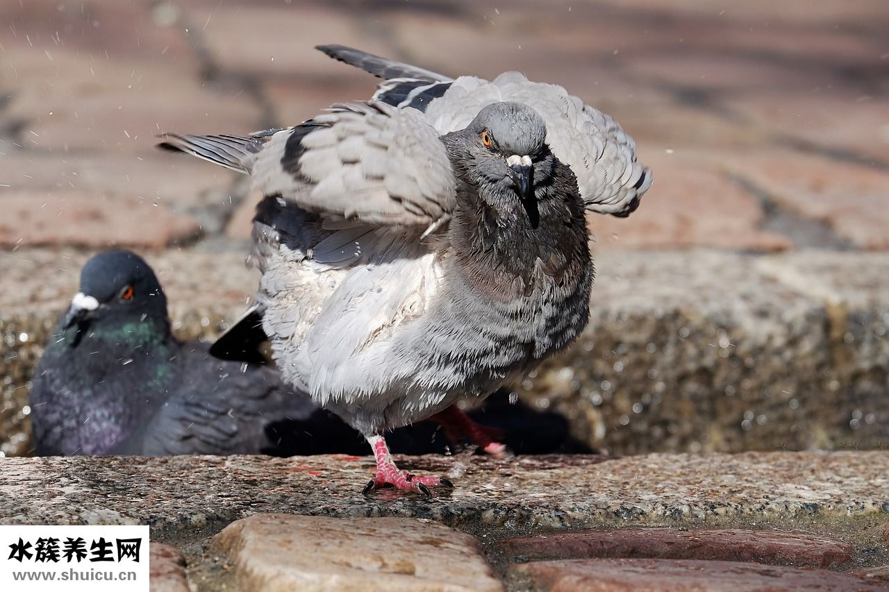 養殖山羊怎么樣