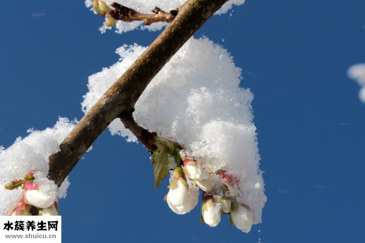 櫻花眼護效果怎么樣