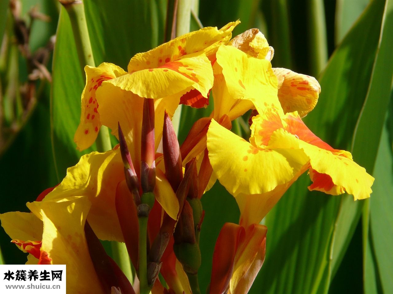 孫楠為什么退賽