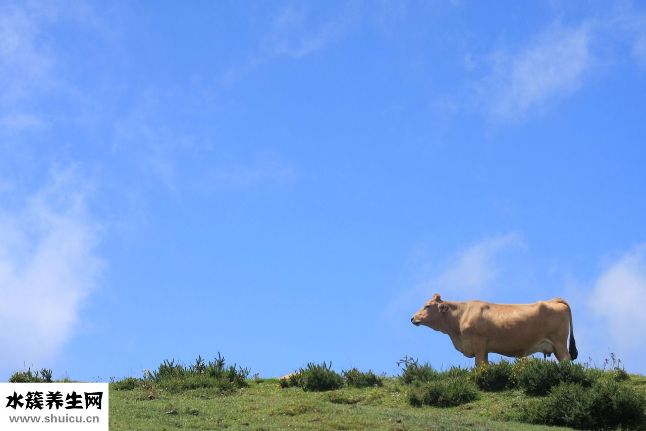 牛皮蘚怎么治療