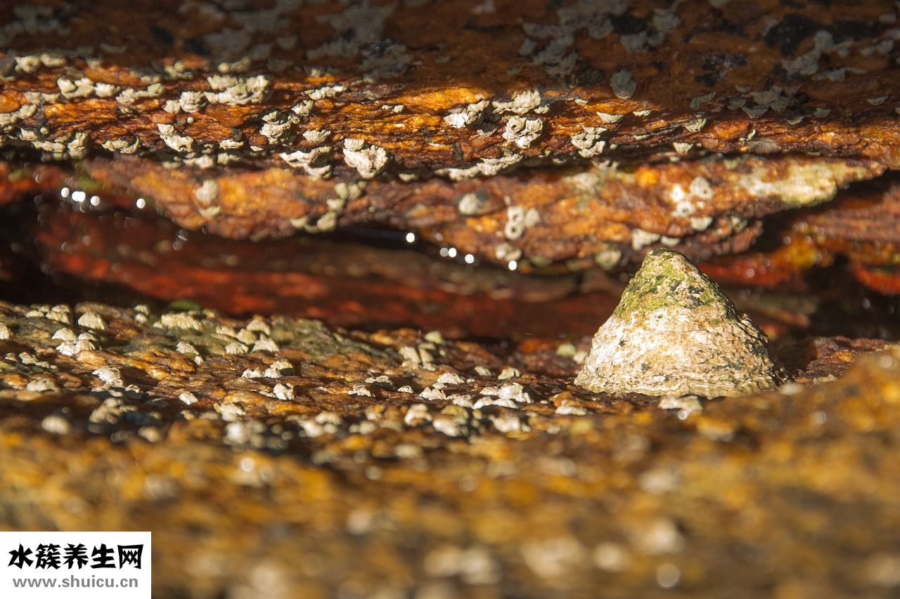 拉帕替尼怎么樣