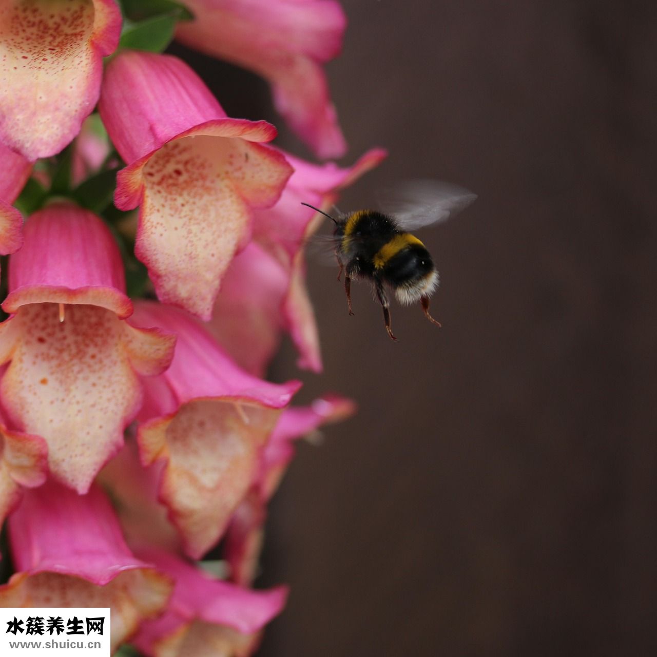 引號有哪些作用