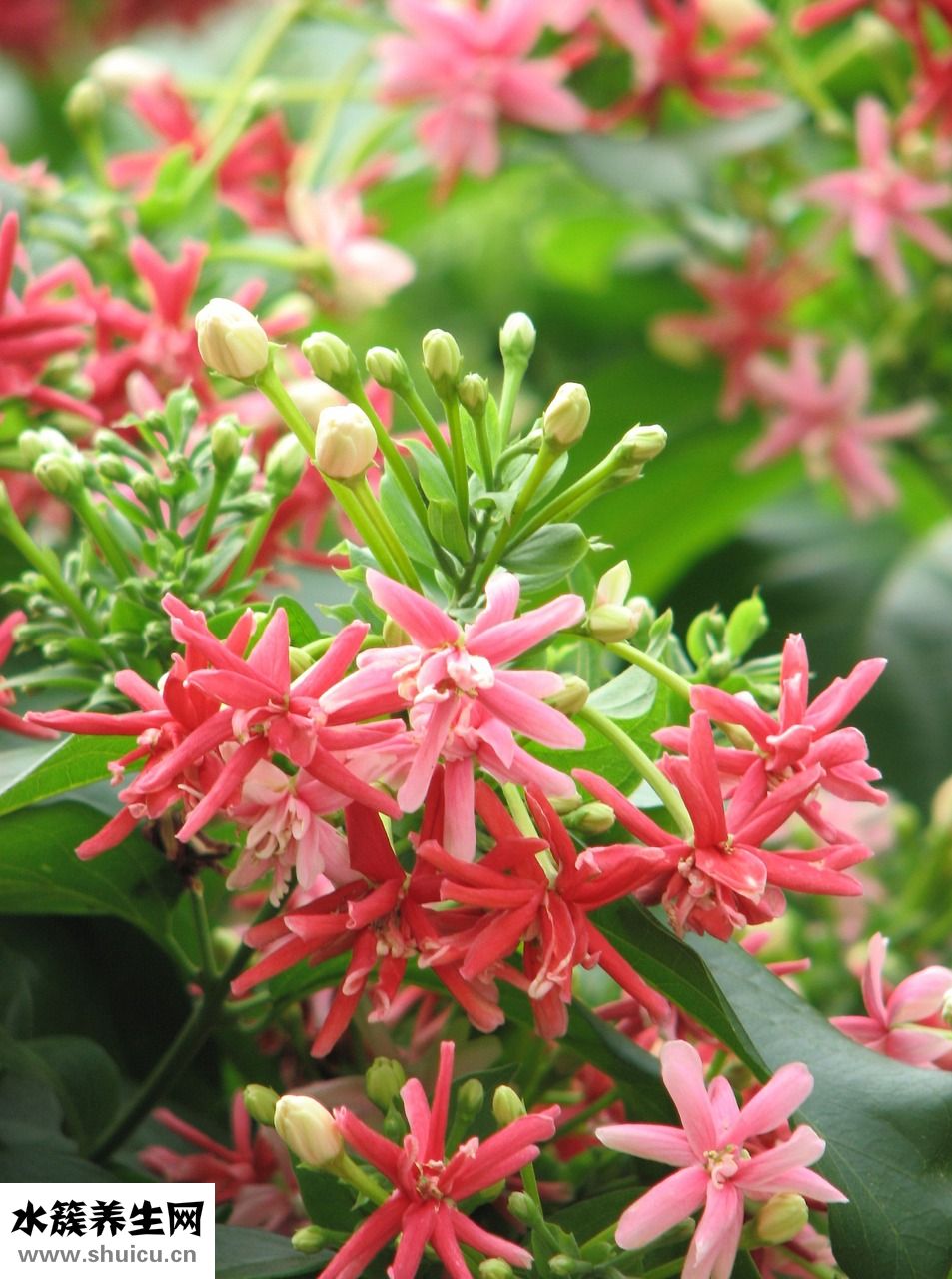 指甲很軟是怎么回事