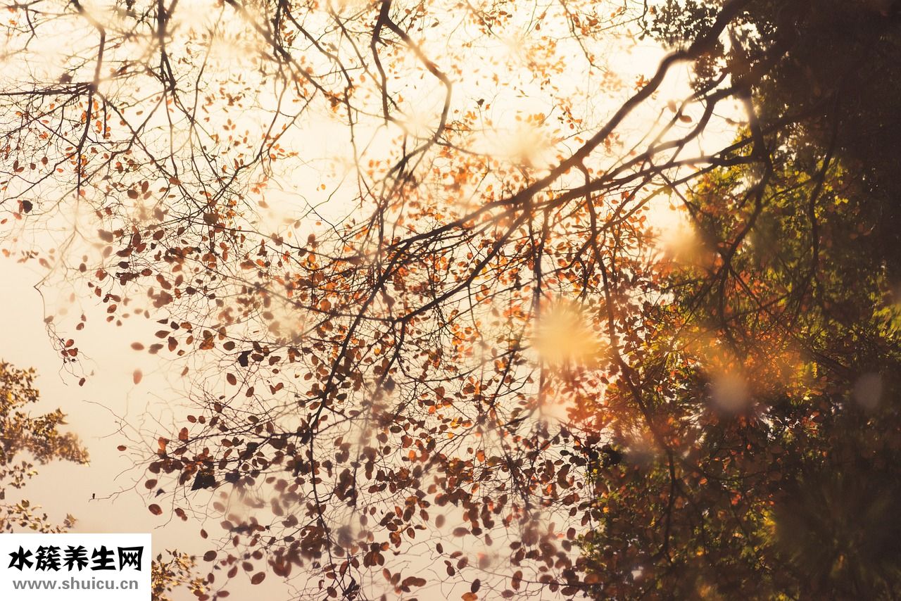 冷凍蝦仁怎么吃