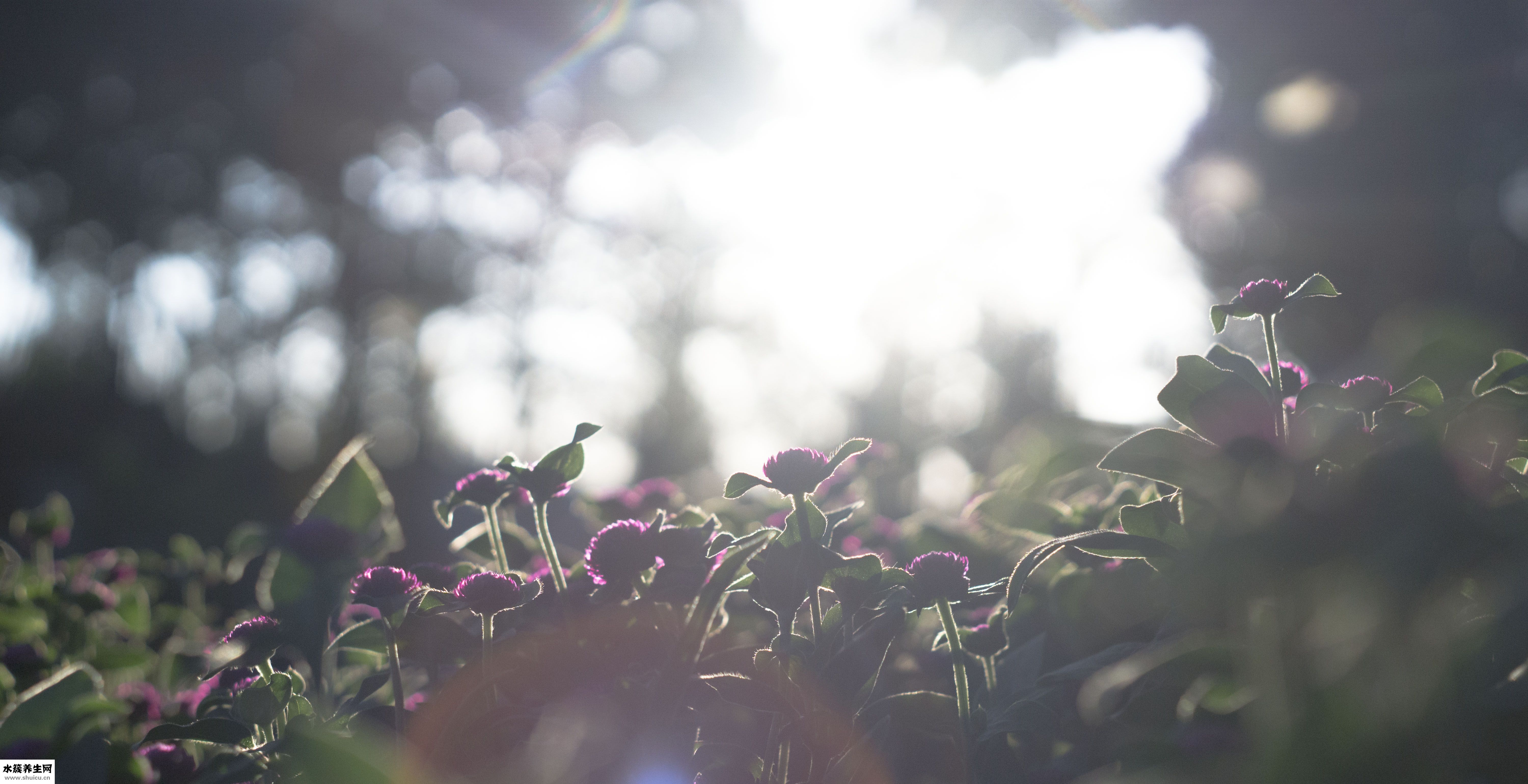 怎么做甜酸蘿卜