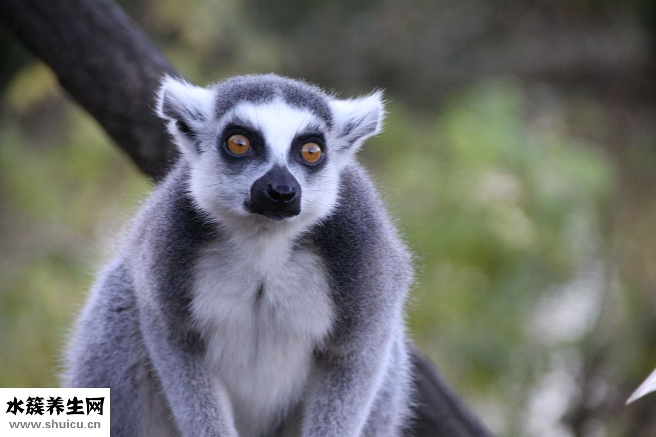 頭發(fā)很彎怎么辦