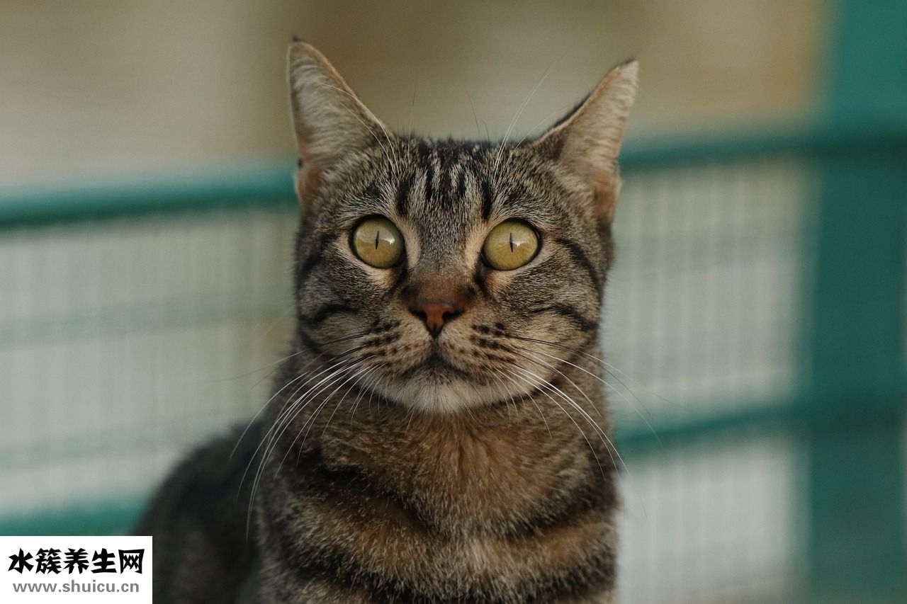 眼睛紅腫發癢怎么辦