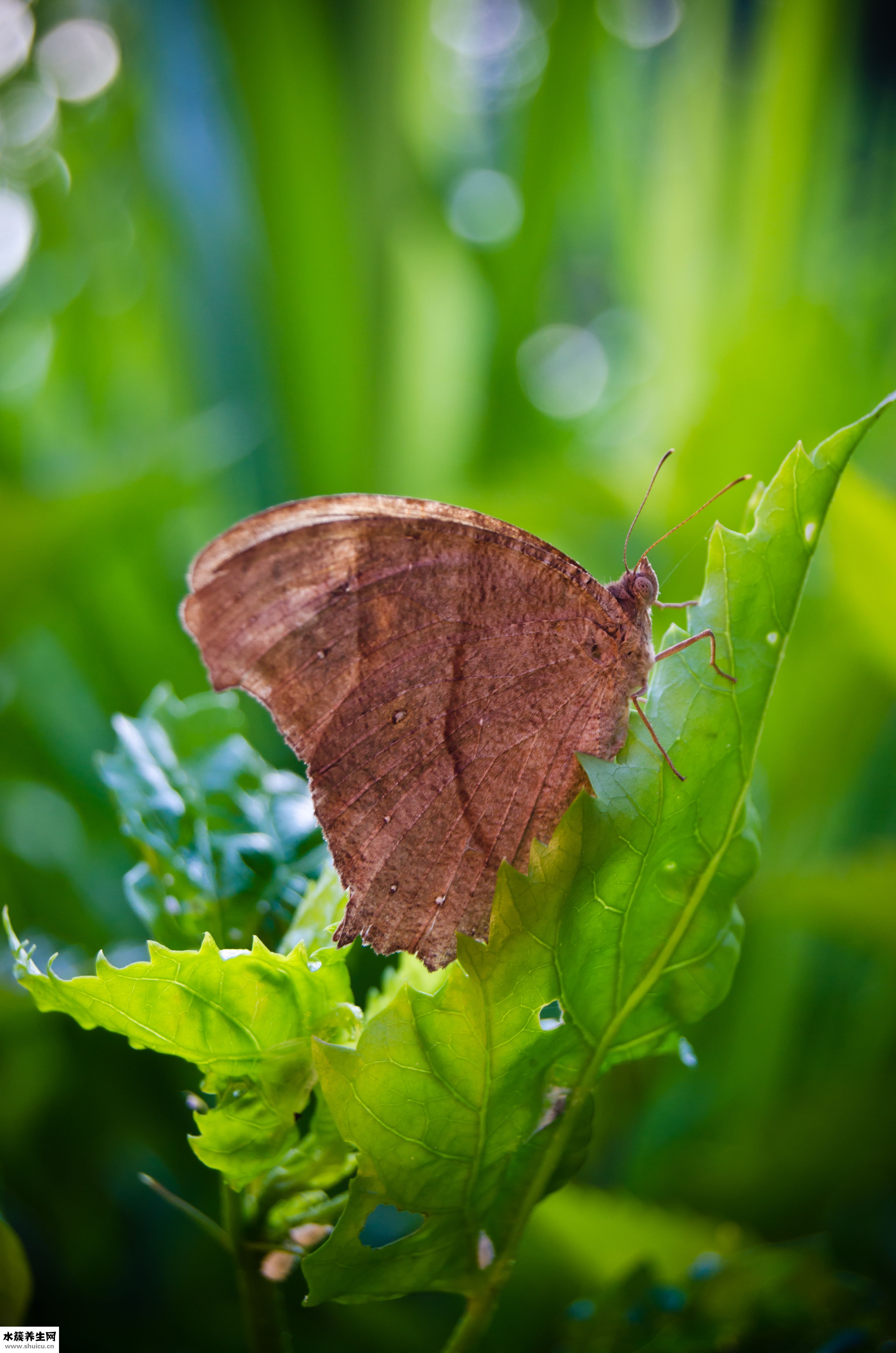 鎖骨怎么才能明顯