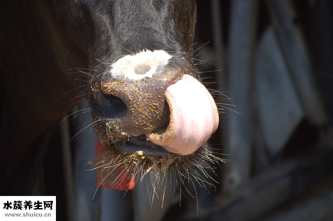 舌頭起白泡怎么回事