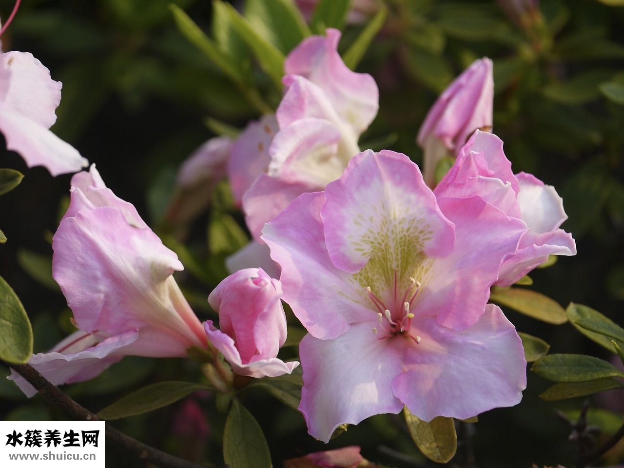 杜鵑花殘花怎么